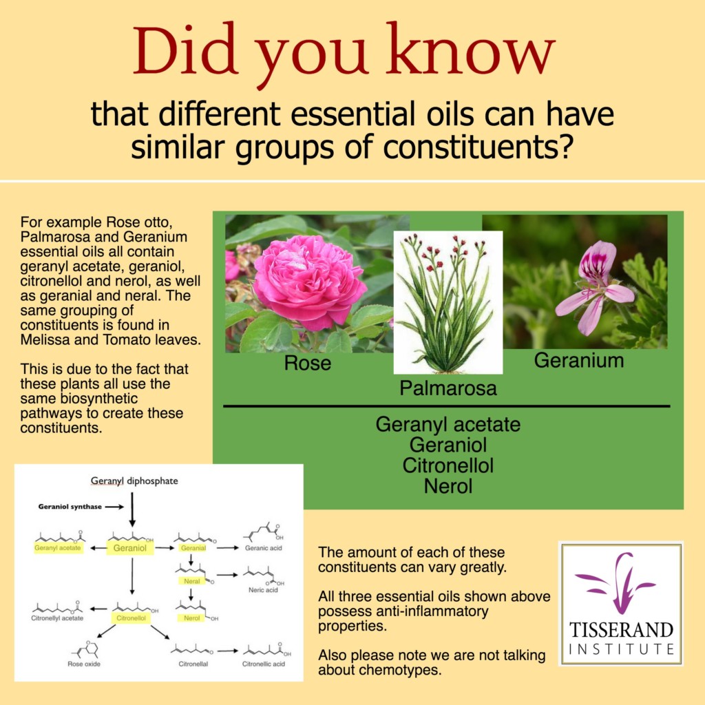Did You Know That Different Essential Oils Can Have Similar Groups of Constituents? | Tisserand Institute Infographic Did You Know That Different Essential Oils Can Have Similar Groups of Constituents? #TisserandInstitute #Infographic #EssentialOils