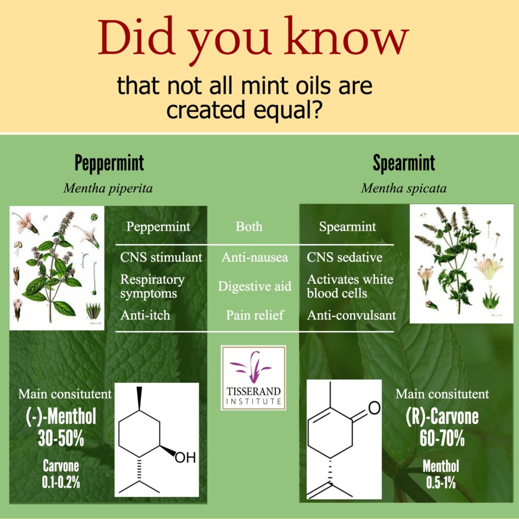 Not all Mints are Created Equal | Tisserand Insititute Infographic Not all Mints are Created Equal | Tisserand Insititute Infographic