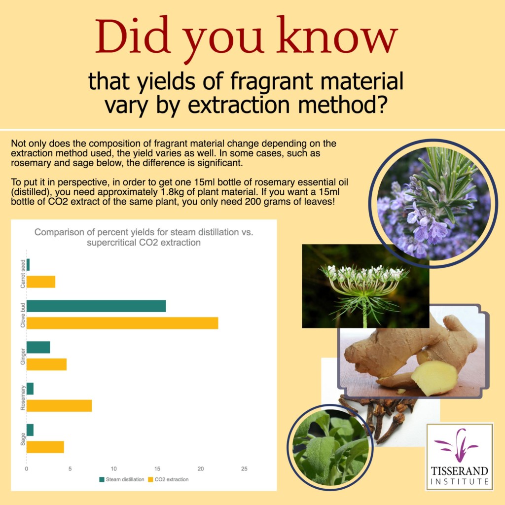 Did You Know That Fragrant Material Yields Vary by Extraction Method? | Tisserand Insititute Infographic Did You Know that We Are All Smell-Blind to Something? #TisserandInstitute #Infographic #EssentialOils #Smell #SmellBlind