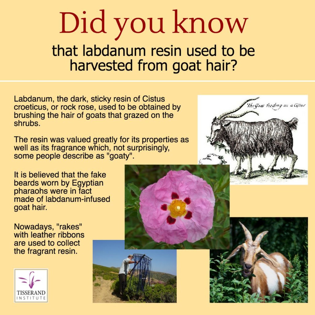 Did You Know That Labdanum Resin Used to Be Harvested from Goat Hair? | Tisserand Institute Infographic Did You Know That Labdanum Resin Used to Be Harvested from Goat Hair? #TisserandInstitute #Infographic #EssentialOils #Extraction
