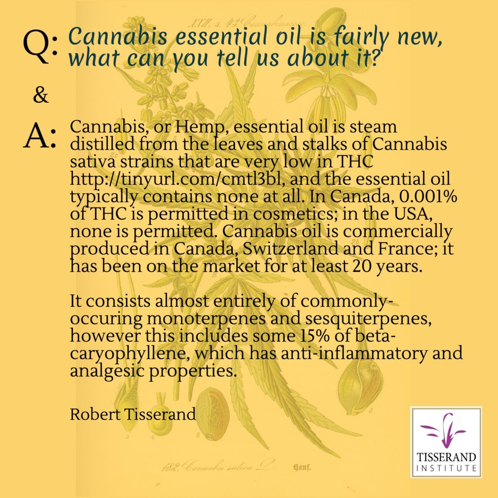 Cannabis Oil is fairly new, what can you tell us about it? | Tisserand Institute Infographic Cannabis Oil is fairly new, what can you tell us about it? #Tisserand #TisserandInstitute #Infographic #EssentialOils #cannabis #cannabisoil #hemp #thc #anti-inflammatory #analgesic