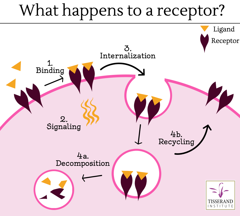 do-we-really-need-to-be-worried-about-cleaning-our-receptors