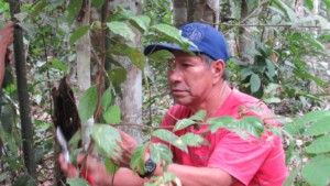 Dr. Juan Ruiz shaving bark off an aromatic medicinal tree: Amazon Jungle, Peru. © Kelly Ablard