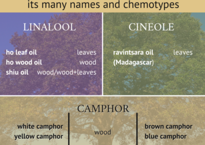 Cinnamomum Camphora: It’s Many Names and Chemotypes