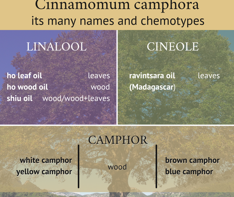 Cinnamomum Camphora: It’s Many Names and Chemotypes