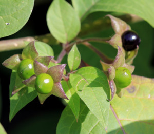 One of the most poisonous plants, Atropa belladonna