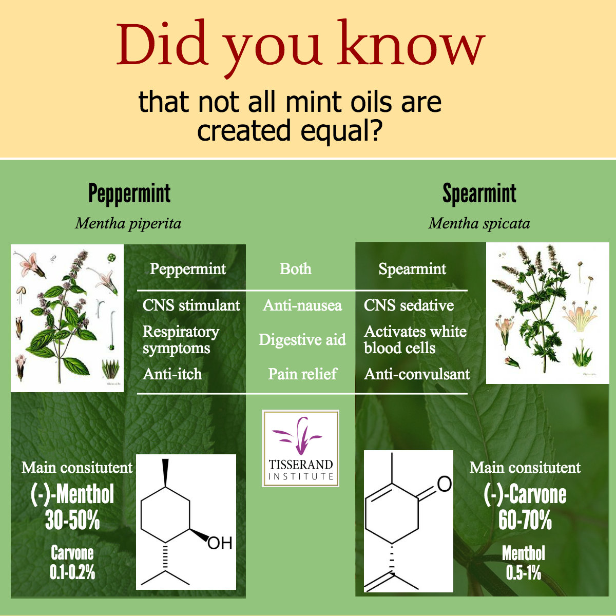 Differences Between Mint Essential Oils - Tisserand Institute