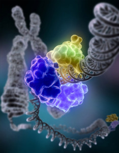 DNA ligase, a type of DNA repair enzyme 