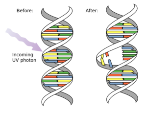 DNA_UV_mutation 2