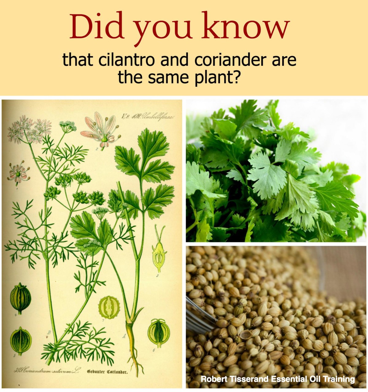 Cilantro & Coriander Did You Know that they're the same plant