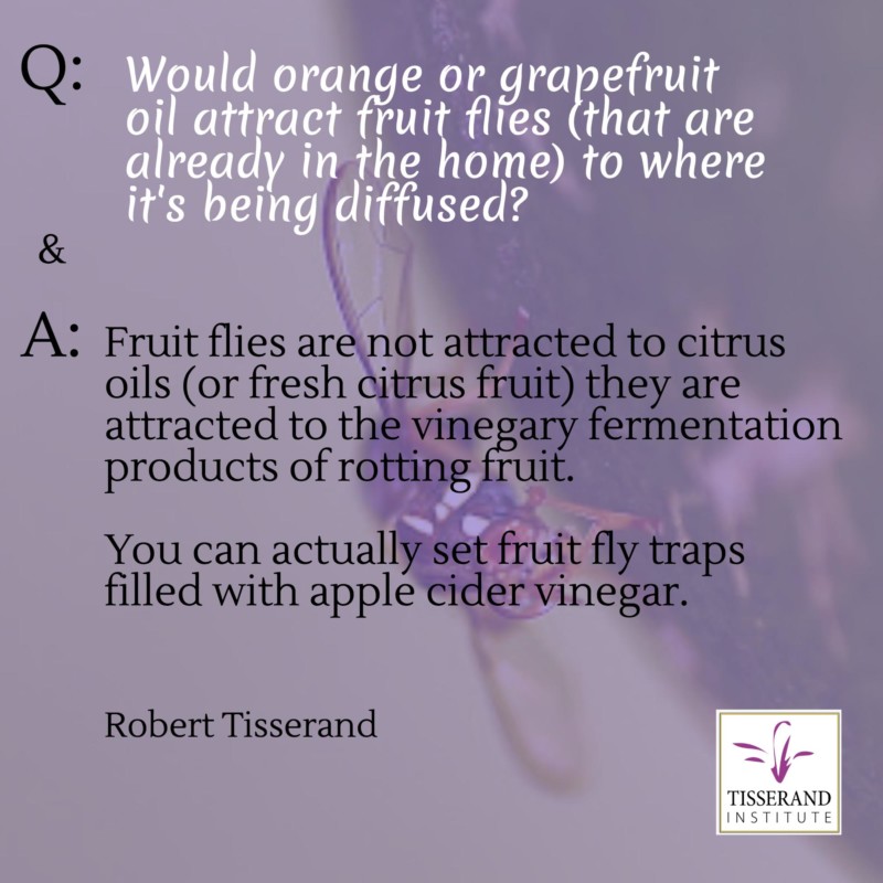 Fruit Flies Are They Attracted to Citrus Oils? Tisserand Institute