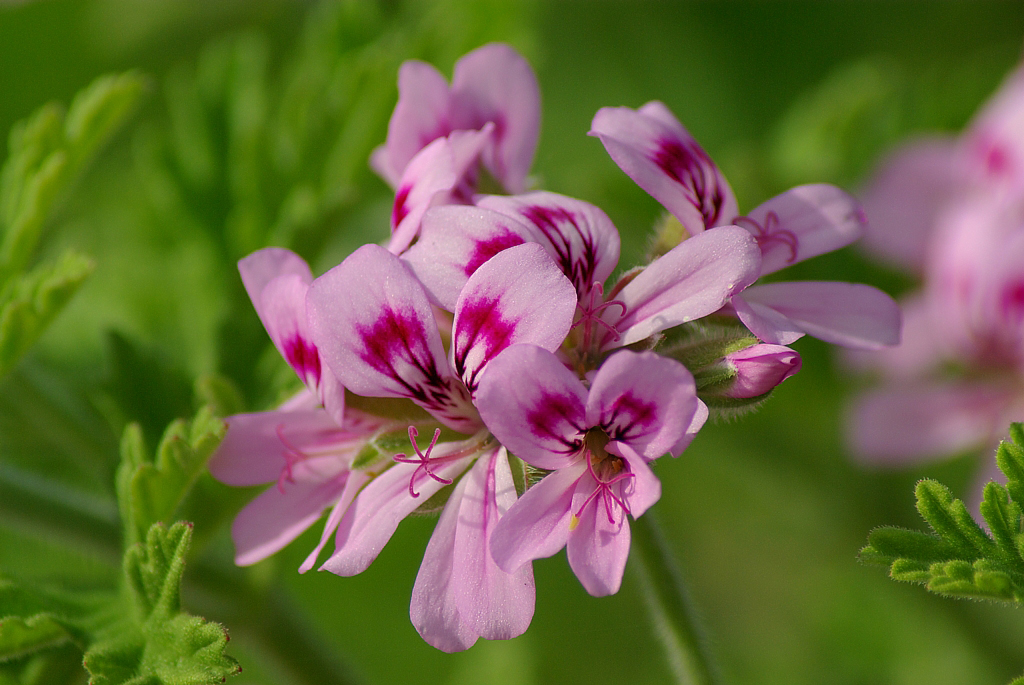 Geranium Oil – History and Cultivation