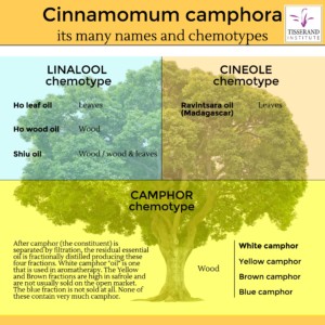 Cinnamomum Camphora: It's Many Names and Chemotypes #TisserandInstitute #Infographic #EssentialOils #Cinnamomum #CinnamomumCamphora #Chemotypes