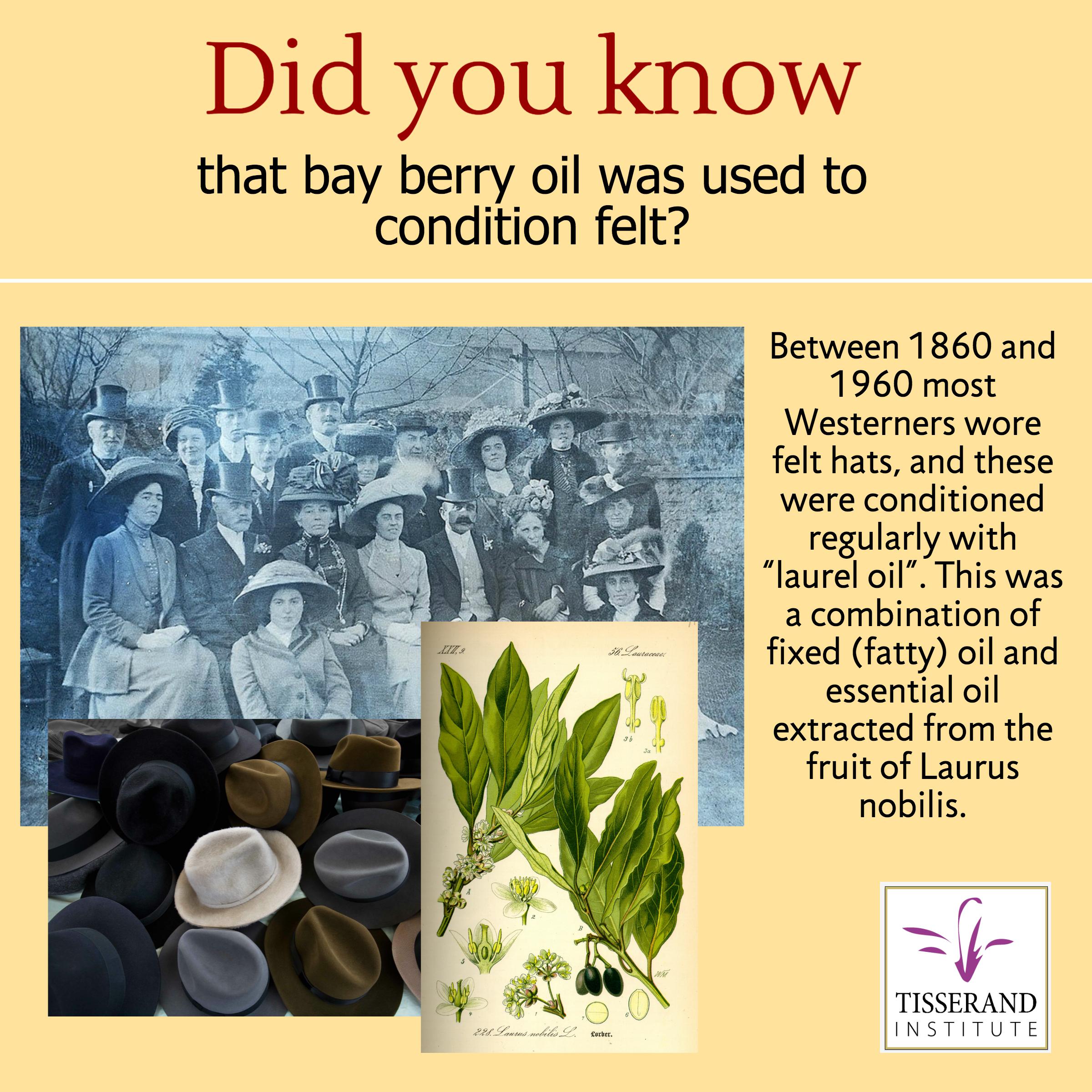 Bay Berry Oil | Did you know that Bay Berry Oil Was Used to Condition Felt?