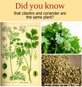 Did You Know that Cilantro & Coriander are the Same Plant? #TisserandInstitute #Infographic #EssentialOils #Cilantro #Coriander #Plant #plants