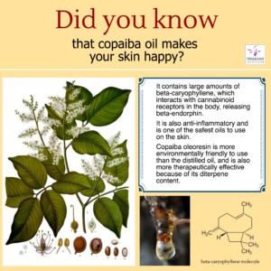 Did You Know that Copaiba Oil Makes Your Skin Happy? #TisserandInstitute #Infographic #EssentialOils #Copaiba #CopaibaOil #Skin #HealthySkin #HappySkin