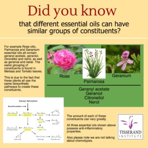 Did You Know That Different Essential Oils Can Have Similar Groups of Constituents? #TisserandInstitute #Infographic #EssentialOils