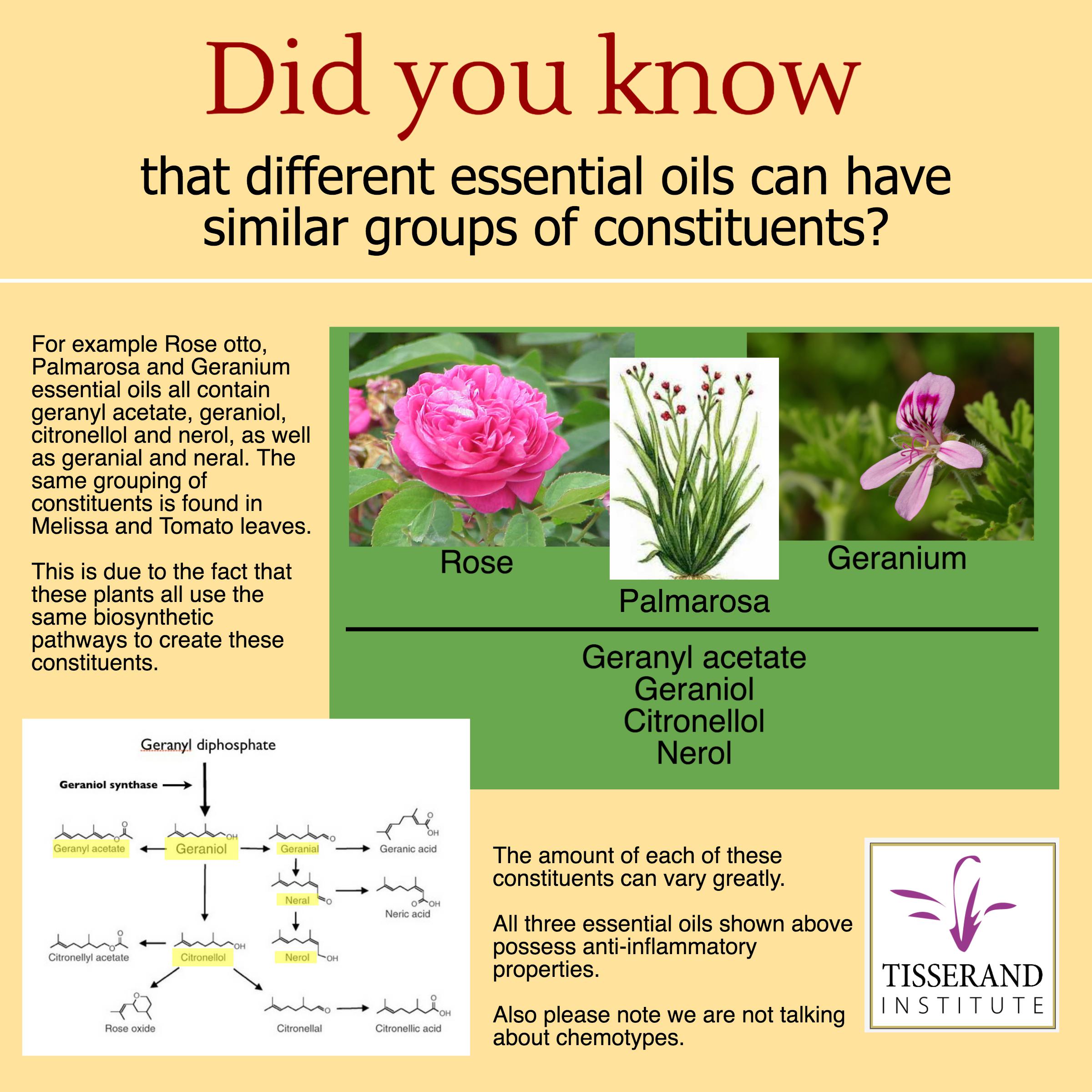 Essential Oils | Did You Know That Different Essential Oils Can Have Similar Groups of Constituents?
