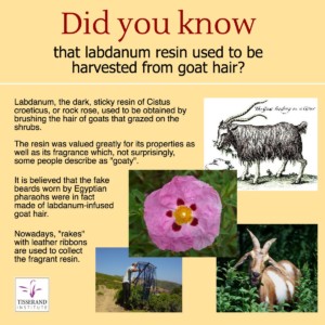 Did You Know That Labdanum Resin Used to Be Harvested from Goat Hair? #TisserandInstitute #Infographic #EssentialOils #Extraction