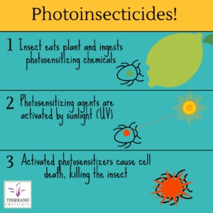 Photoinsecticides! #TisserandInstitute #Infographic #EssentialOils #Photoinsecticides