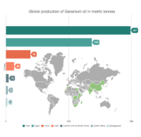 Geranium Oil - History and Cultivation - Tisserand Institute