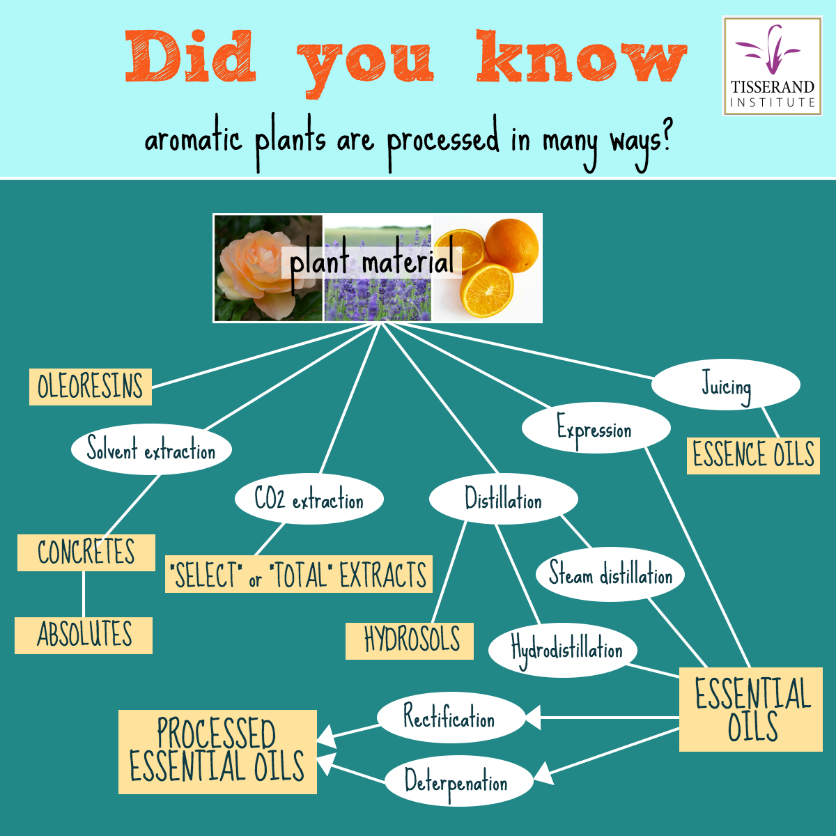 Processing of aromatic plants