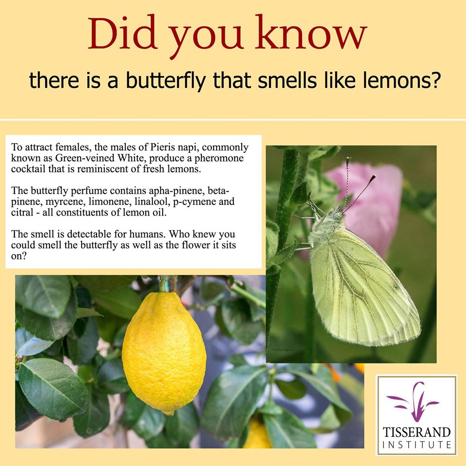 Lemon-scented Butterfly: Did you know?