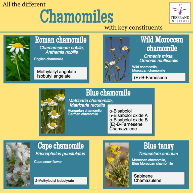 All the different chamomiles - Tisserand Institute