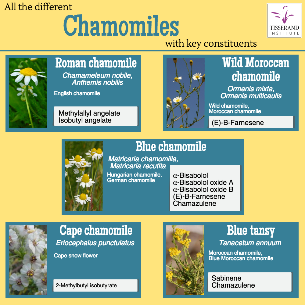 All the different chamomiles