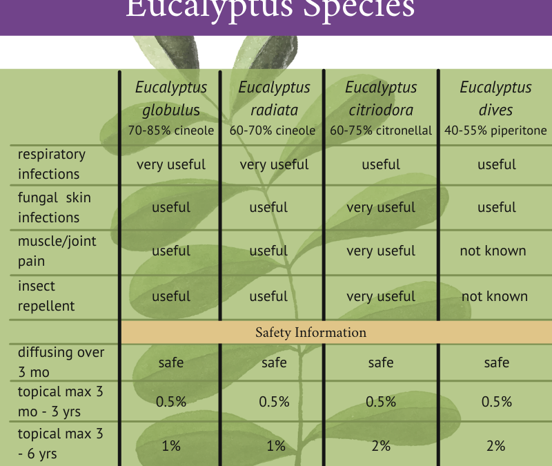 Types of eucalyptus – uses and safety