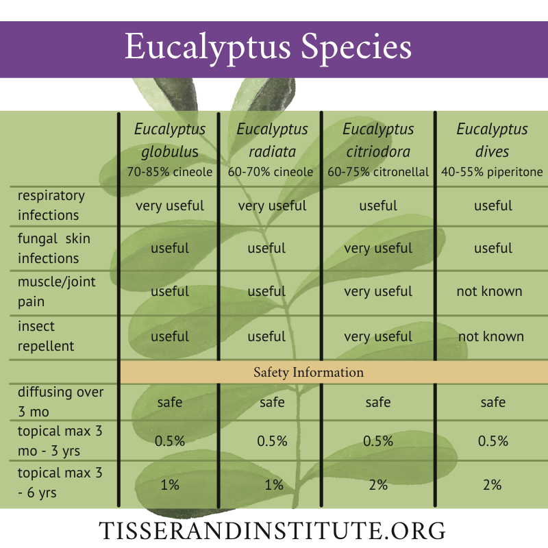 Eucalyptus Types Chart