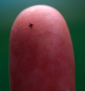 Tick on a human finger