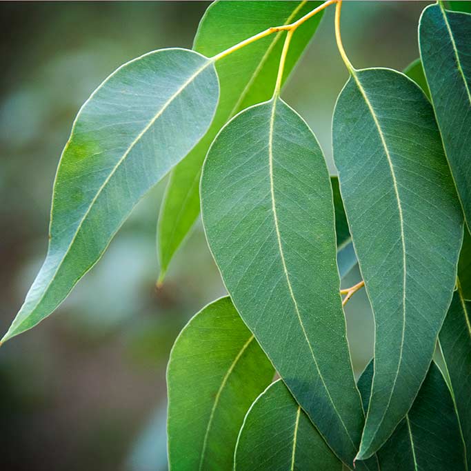 feuilles d'eucalyptus - Tisserand Institute