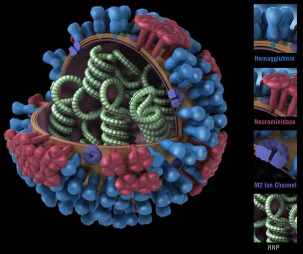 图1.流感病毒。 RNP：核糖核蛋白。 CDC