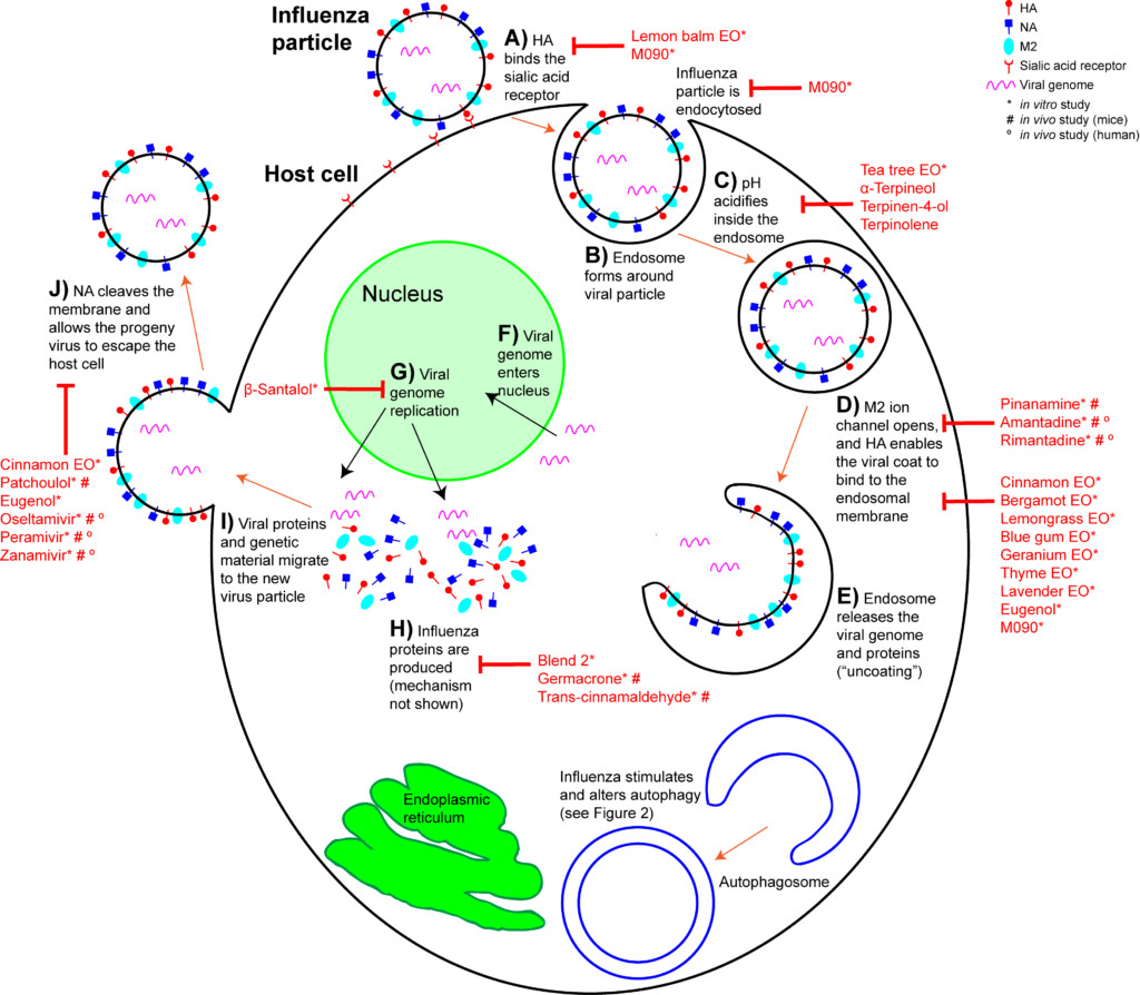 Figure 2. Influenza life cycle