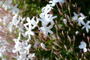 white jasmine flowers in bloom