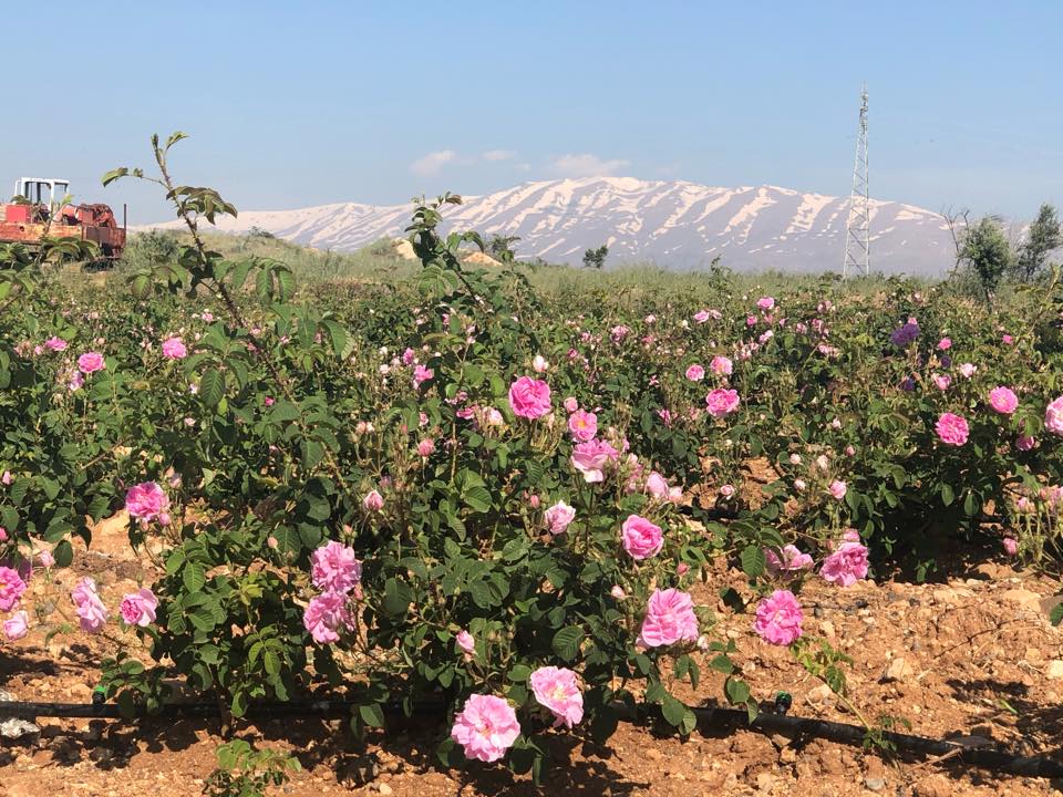 a field of rose bushes with a snowy mountain range in the distance