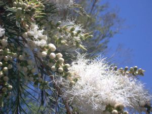 white fluffy flowers on a tea tree tree