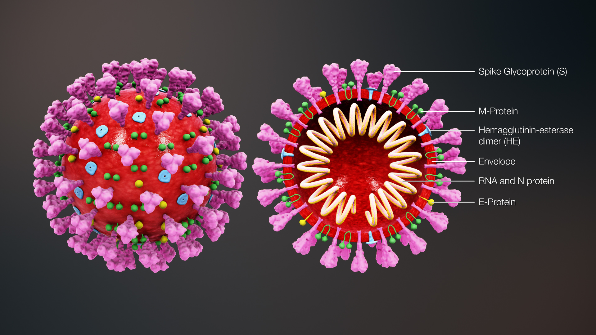 a 3-D model of a virus