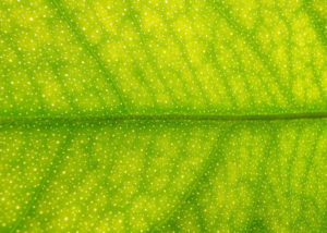closeup of a green leaf with tiny specks of light