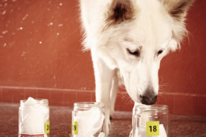 white dog sniffs one of three jars with fabric in them