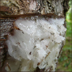 white resin on a tree stump