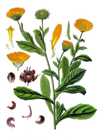an illustration of calendula plant 