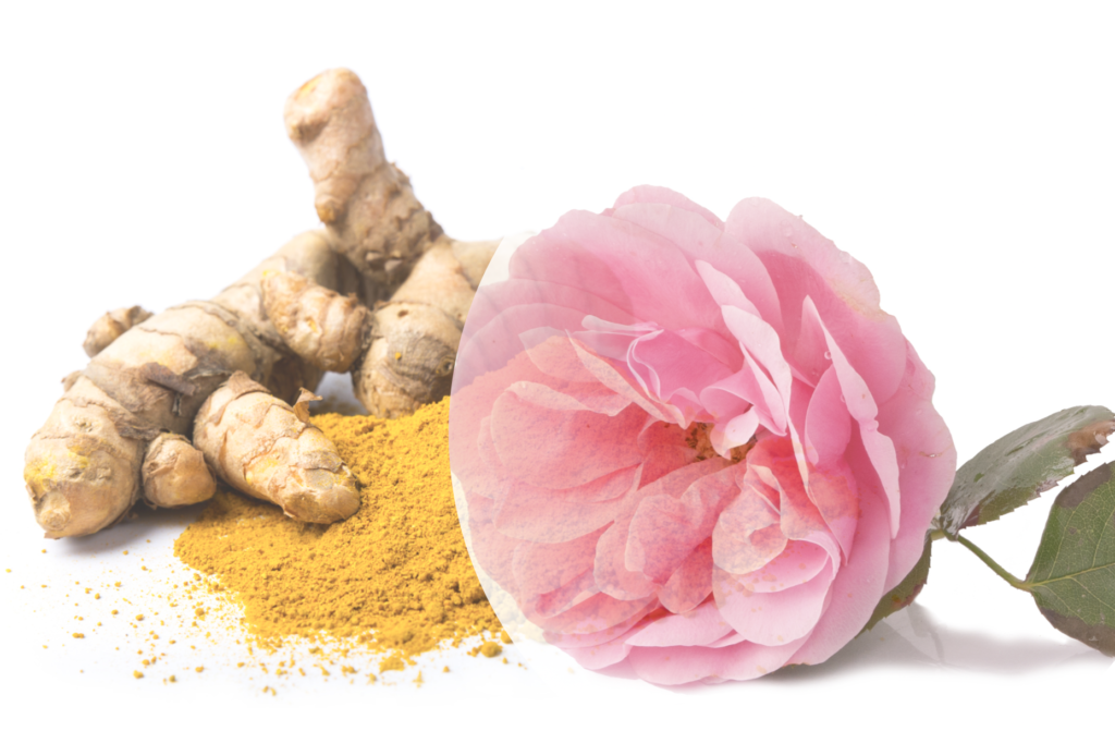 pink rose flower and turmeric root and powder 