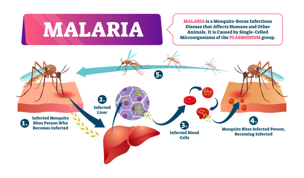 Illustration of malaria life-cycle