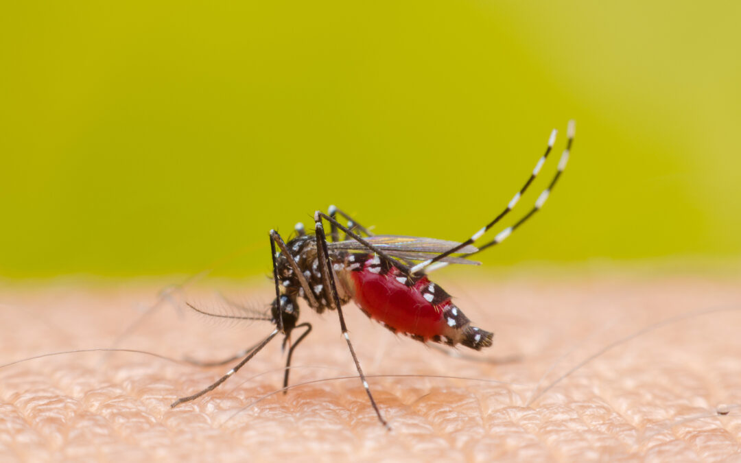 Mosquitoes and essential oils – all you need to know